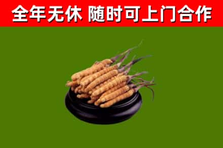 安阳县烟酒回收冬虫夏草.jpg